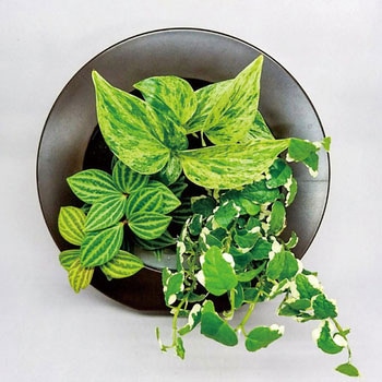 観葉植物 GREEN FRAME ミドリエデザイン