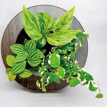 GF-�ؖڒ��_�[�N-18D1-B �ϗt�A�� GREEN FRAME �����{�g���t �~�h���G�f�U�C�� 18410806