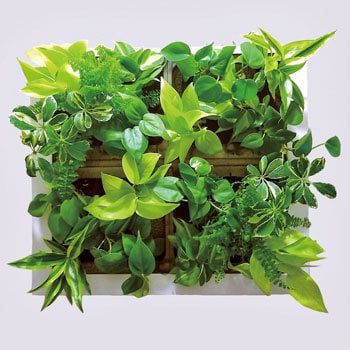 観葉植物 Greet ミドリエデザイン 観葉植物壁掛け用 卓上用グリーン 生花 通販モノタロウ Gr ホワイト 18b1