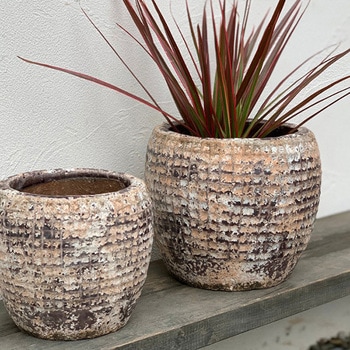 レプタイルポット SERAX(セラックス)