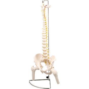 9710 脊柱模型 大腿骨付 1個 アーテック(学校教材・教育玩具) 【通販