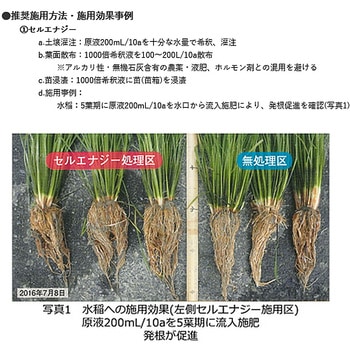 セルエナジー 清和肥料工業