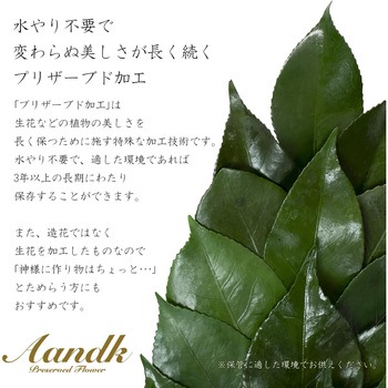 ミニS榊 丸立て 神棚小セット 鳥居増量タイプ A&K