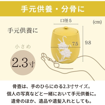 カメオカトレア イエロー2.3寸 - フィットポスト