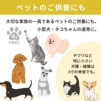 カメオカトレア イエロー4寸 フィットポスト