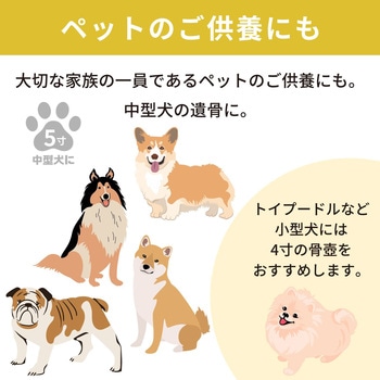 カメオカトレア イエロー5寸 フィットポスト