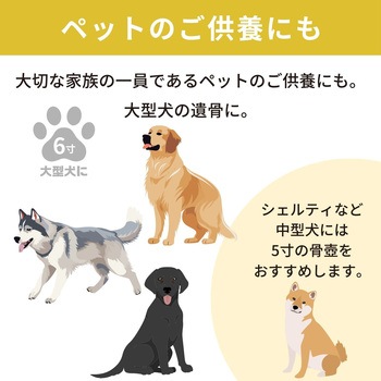 カメオカトレア イエロー6寸 フィットポスト