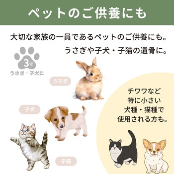 カメオカトレア グリーン3寸 フィットポスト