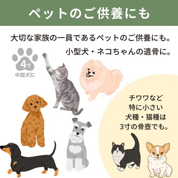 カメオカトレア グリーン4寸 フィットポスト