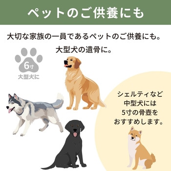 カメオカトレア グリーン6寸 フィットポスト