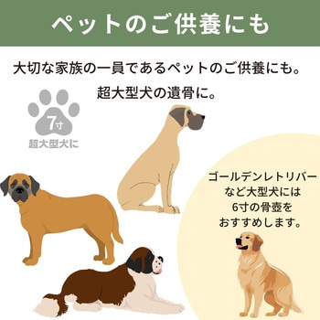 カメオカトレア グリーン7寸 フィットポスト