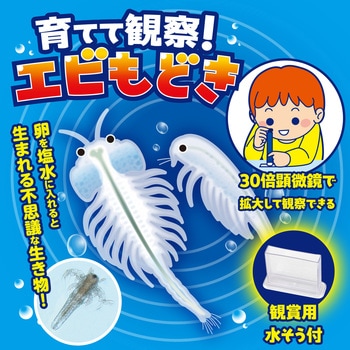 育てて観察!エビもどき - アーテック[学校教材・教育玩具]