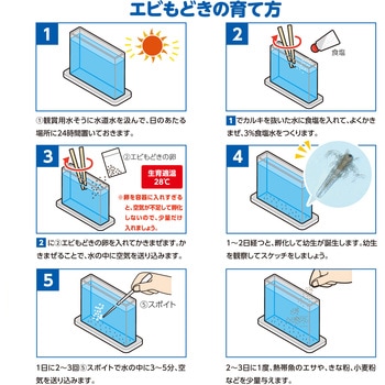 育てて観察!エビもどき - アーテック[学校教材・教育玩具]