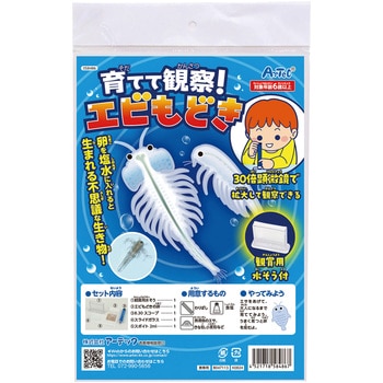 育てて観察!エビもどき - アーテック[学校教材・教育玩具]