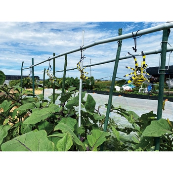 害虫の天敵 除労蜘蛛 5匹入 龍宝丸