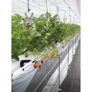 害虫の天敵 除労蜘蛛 5匹入 龍宝丸