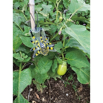 害虫の天敵 除労蜘蛛 5匹入 龍宝丸