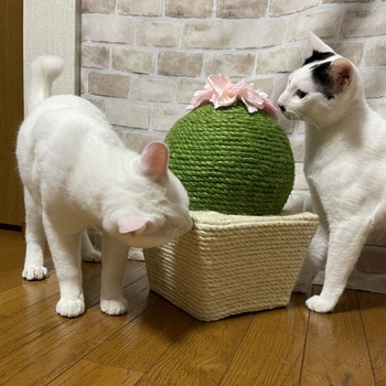 爪とぎサボテン丸 ペットアイ