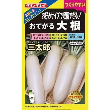 お好みサイズで収穫できる!おてがる大根 三太郎 タキイ種苗