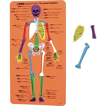 Eva人体骨格パズル アーテック 学校教材 教育玩具 人体 標本 生物 通販モノタロウ