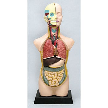 8735 人体解剖模型(トルソー型)50cm 1個 アーテック(学校教材・教育