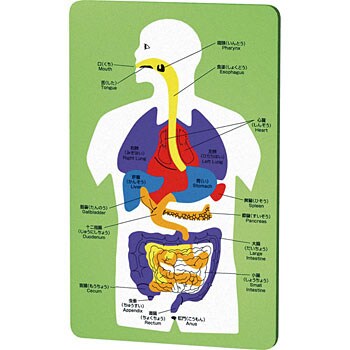 人体パズル Eva 胴体模型セット ケース入 1ケース 個 アーテック 学校教材 教育玩具 通販サイトmonotaro