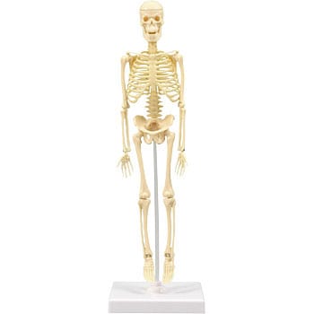 93609 人体骨格模型 30cm学習セット(ケース入) 1ケース(8個
