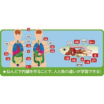 92733 ねんどで動物の内臓作りキット 1セット(12個) アーテック[学校