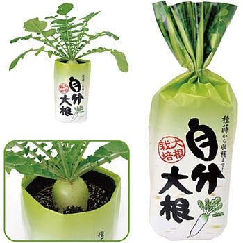 自分大根 アーテック[学校教材・教育玩具]