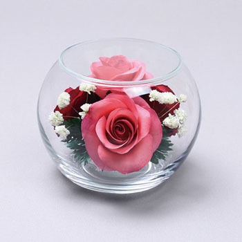 D-0033 {gt[ Mtgp hanagonomi 19664969