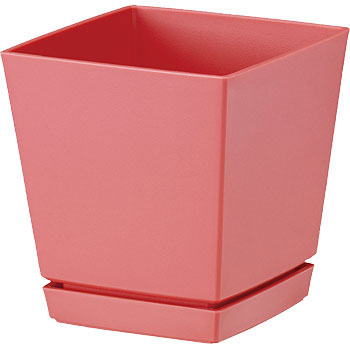 - �N�G���`���[�|�b�g(�v���[�g�t) ��a�v���X�`�b�N 19808145