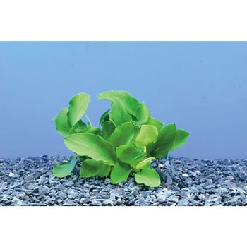 試験・研究用水草 アズワン