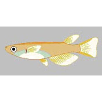 ヒメダカ 試験研究用魚類 両生類 1セット 100匹 アズワン 通販サイトmonotaro