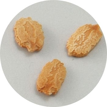 【タネ】野菜の種 苗床付 アーテック(学校教材・教育玩具)