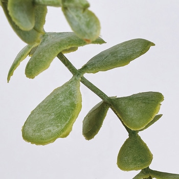 ユーカリリングバイン - MAGIQ(東京堂)