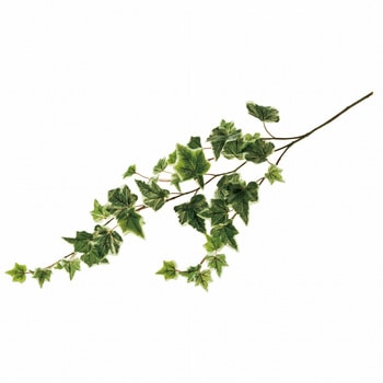 シェスタアイビーバイン MAGIQ(東京堂)