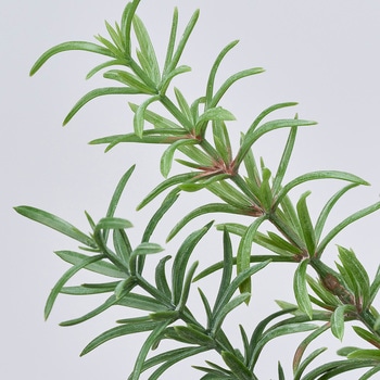 ガーデンローズマリーブッシュ MAGIQ(東京堂)