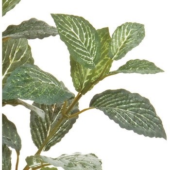 フィットニアリーフスプレー - MAGIQ(東京堂)