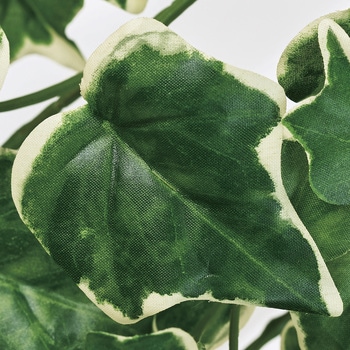 エクステリアアイビーバイン MAGIQ(東京堂)