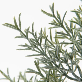 フロックローズマリースプレー MAGIQ(東京堂)