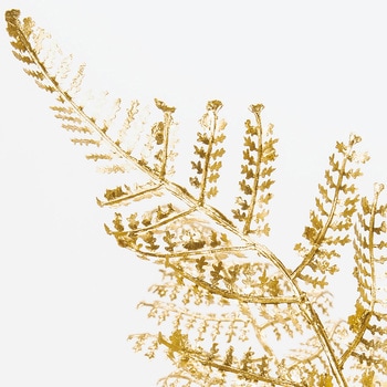 ルミエールファーンスプレー MAGIQ(東京堂)