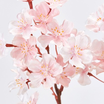 あかり桜 MAGIQ(東京堂)