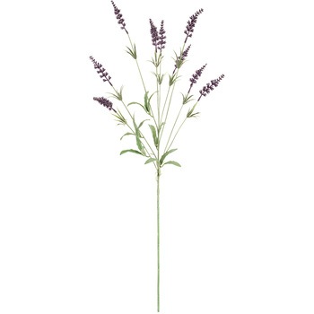 ラベンダー様 Sanguna® Deep Lavender Vein | Syngenta Flowers