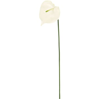 FM005173-001 Xv_AXE M MAGIQ() 20748694