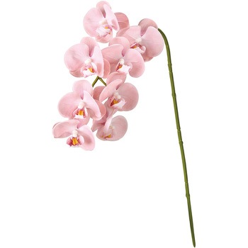 FM008806-002 ~jkt@m MAGIQ() I[Lbh  20749717