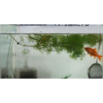 抗菌防藻防カビ剤 アズワン