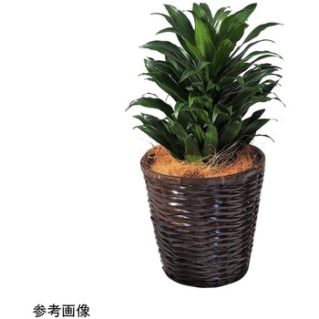 観葉植物 生木 アズワン