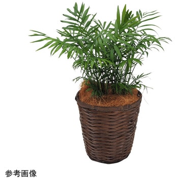 観葉植物 生木 アズワン
