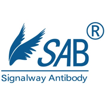 HA-Tag Rabbit Polyclonal Antibody T501シリーズ Signalway Antibody