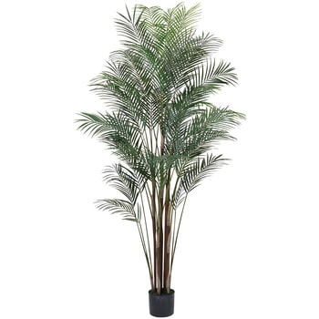 ワイルドパームポット MAGIQ(東京堂)